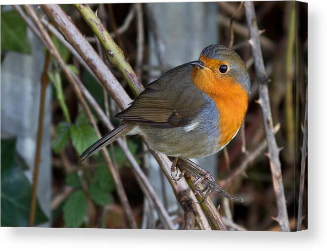 Feathers Canvas Print featuring the photograph Handsome Robin by Celine Pollard