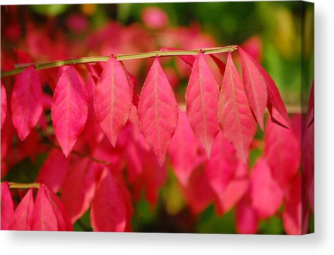 Red Leaves Canvas Print featuring the photograph Hangin' Out by Mary McAvoy