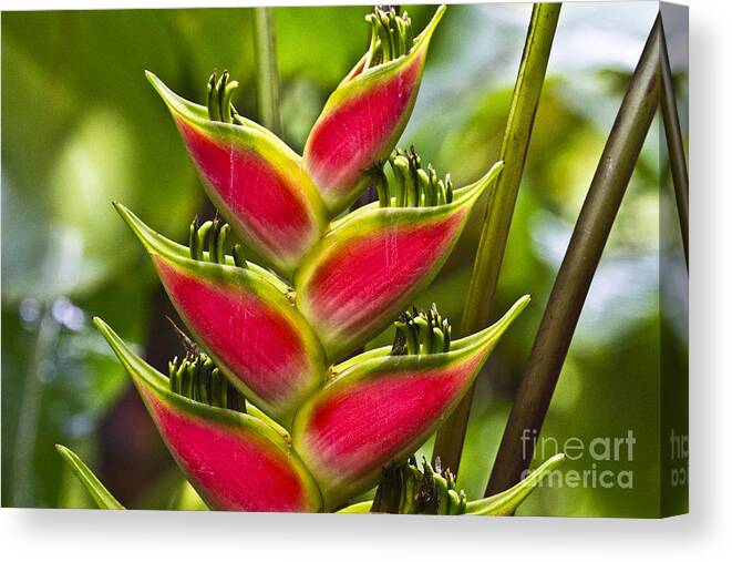 Heliconia Canvas Print featuring the photograph Heliconia wagneriana VI by Heiko Koehrer-Wagner