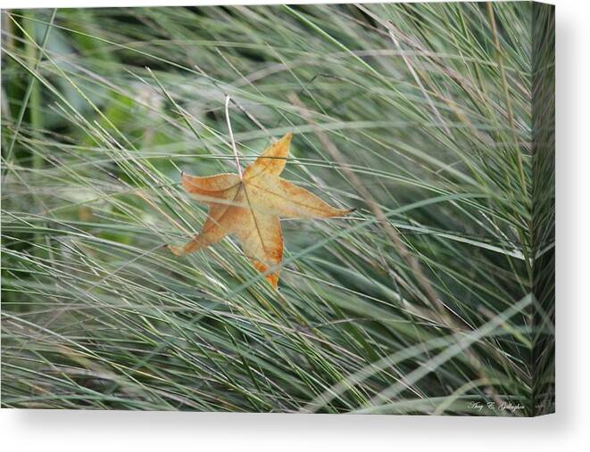Nature Canvas Print featuring the photograph Hello by Amy Gallagher