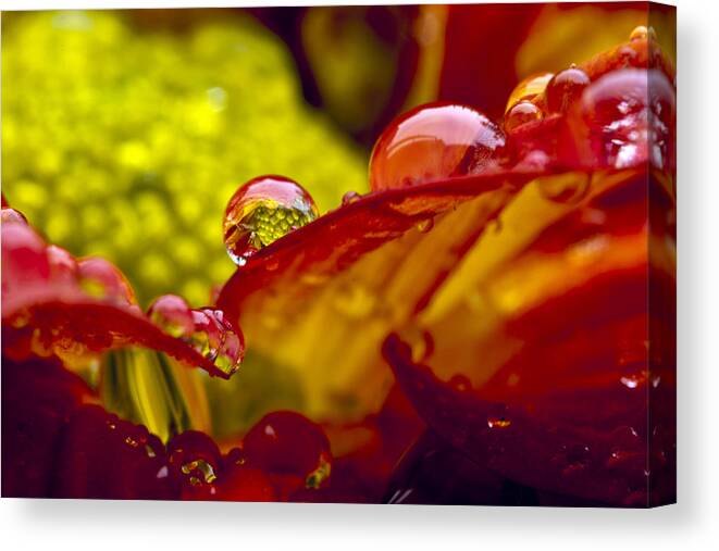 Droplet Canvas Print featuring the photograph Here Comes The Rain by Edward Kreis