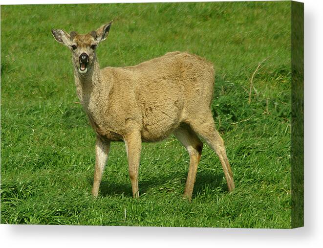 Deer Canvas Print featuring the photograph Hey Pal by David Armentrout