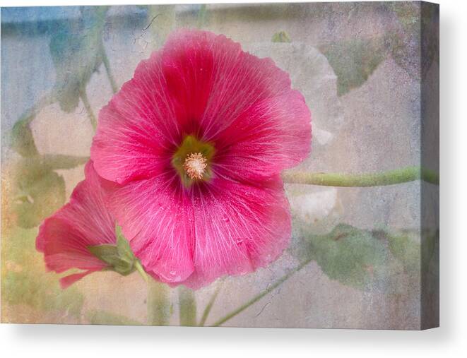 Hollyhock Canvas Print featuring the photograph Hollyhock by Lena Auxier