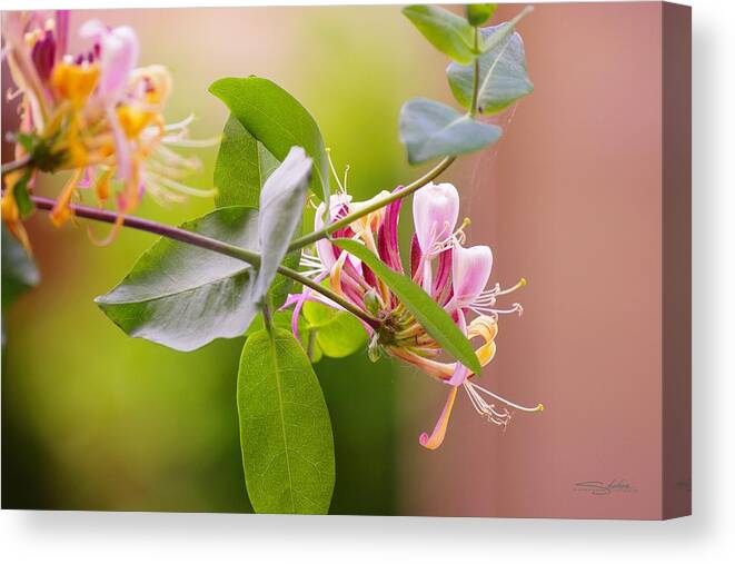 Honey Canvas Print featuring the photograph Honey Suckle flower by Shehan Wicks