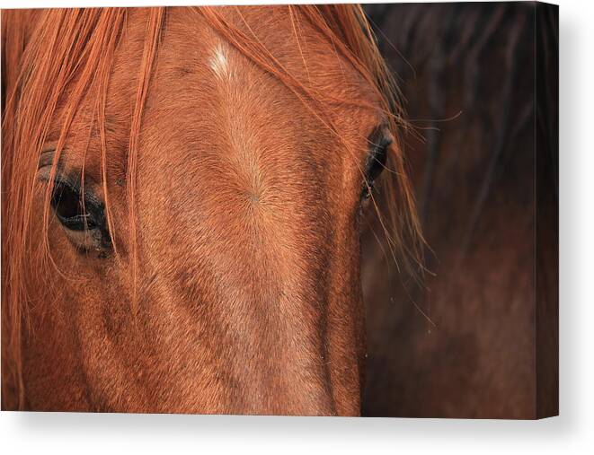 Horse Canvas Print featuring the photograph Horse hide by Jim Sauchyn