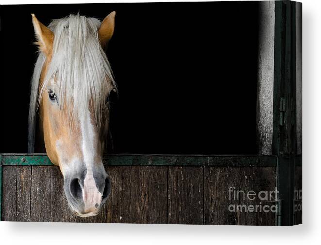 Horse Canvas Print featuring the photograph Horse in the stable by Mats Silvan
