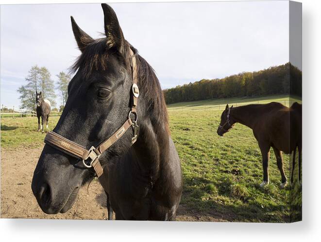 Horse Canvas Print featuring the photograph Horse by Matthias Hauser