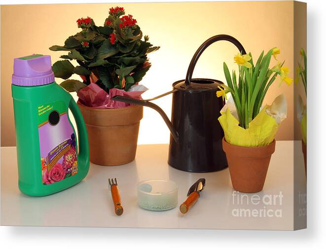 Fertilizer Canvas Print featuring the photograph Household Plant Care by Photo Researchers, Inc.