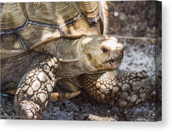 Turtle Canvas Print featuring the photograph How old am I by Shannon Harrington