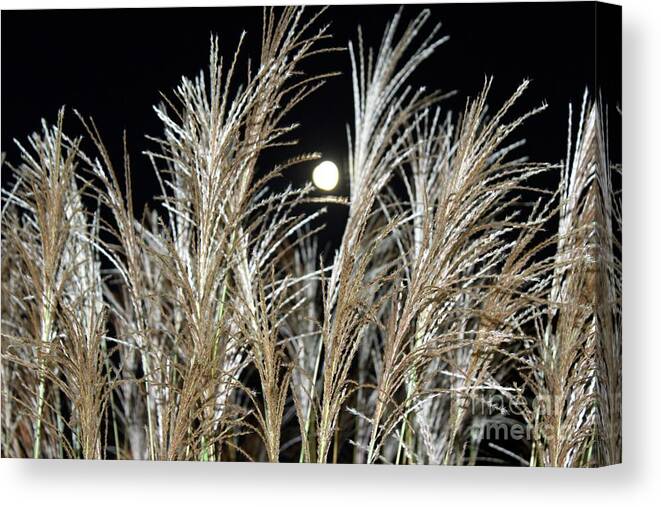 Grasses Canvas Print featuring the photograph Howlin' At The Moon by Margaret Hamilton