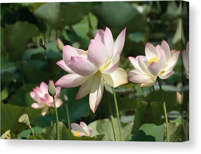 Lotus Canvas Print featuring the photograph Hummingbird And Lotus Blossoms by Dina Calvarese