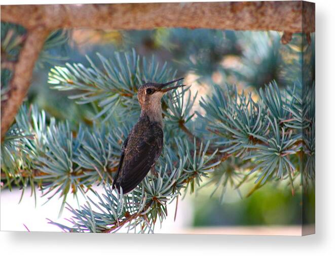 Hummingbird Canvas Print featuring the photograph Hummingbird's First Flight by Patricia Haynes