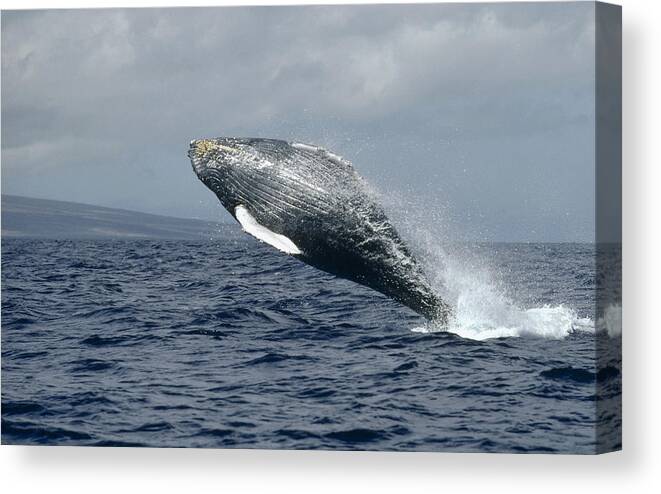 00079870 Canvas Print featuring the photograph Humpback Whale Breaching Hawaii by Flip Nicklin