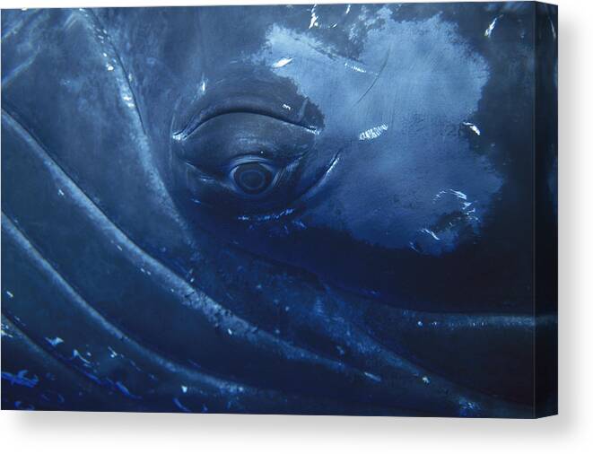 00129866 Canvas Print featuring the photograph Humpback Whale Eye Maui Hawaii by Flip Nicklin