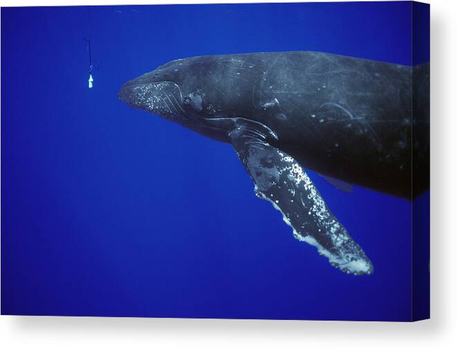 00128629 Canvas Print featuring the photograph Humpback Whale Singer Approaches by Flip Nicklin