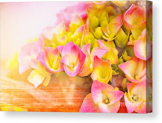 Flowers Canvas Print featuring the photograph Hydrangeas in Bloom by Elaine Manley