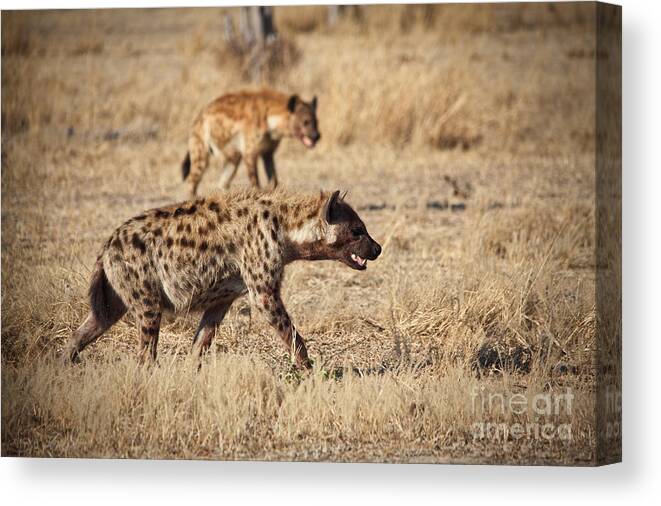 Spotted-hyena Canvas Print featuring the photograph Hyena by Gualtiero Boffi