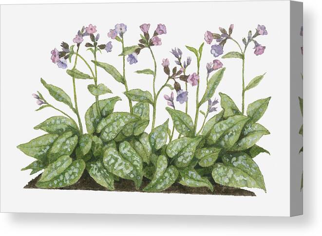 Horizontal Canvas Print featuring the digital art Illustration Of Pulmonaria Officinalis (lungwort) Bearing Pink-purple Flowers On Long Stems by Barbara Walker