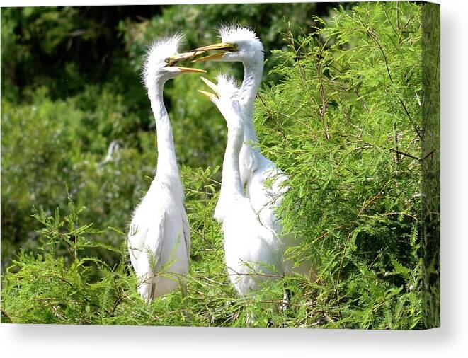 Egrets Canvas Print featuring the photograph Immature Egrets by Bill Hosford