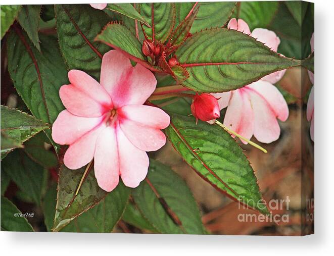Flower Canvas Print featuring the photograph Impatiens Flowers by Terri Mills
