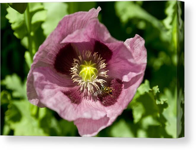 Poppy Canvas Print featuring the photograph In Flanders Fields They Grow by Travis Crockart