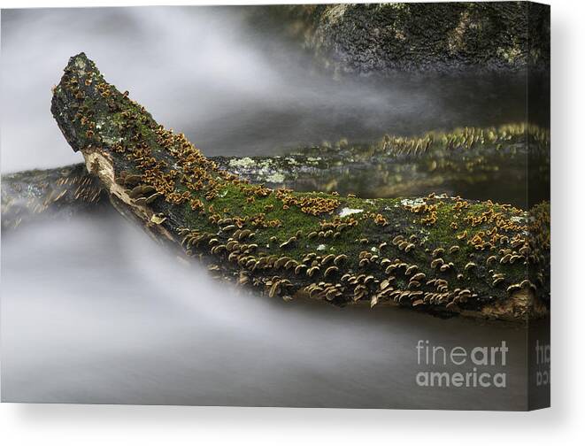 Water Canvas Print featuring the photograph In the Flow by David Waldrop
