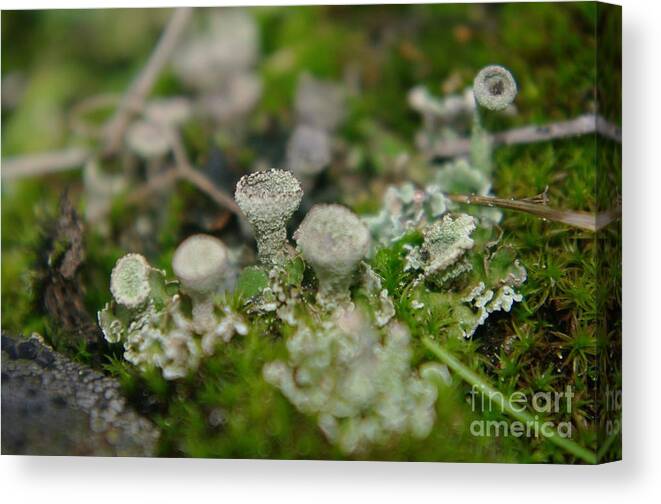 Mushrooms Canvas Print featuring the photograph In The Land Of Little Mushrooms by Jeff Swan