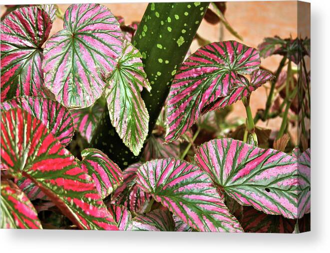 Leaves Canvas Print featuring the photograph In Vein by Lauren Serene