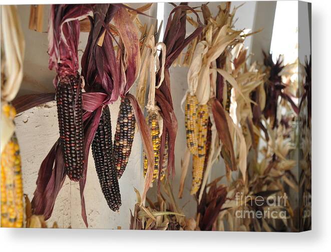 Corn Canvas Print featuring the photograph Indian Corn by Tatyana Searcy