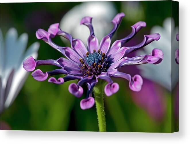 Flower Canvas Print featuring the photograph Interesting Flower by Terry Dadswell