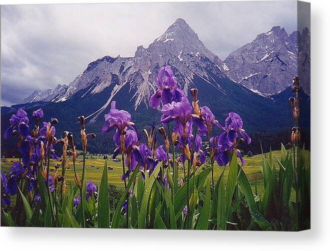 Iris Canvas Print featuring the photograph Irises in Austria by Pat Moore