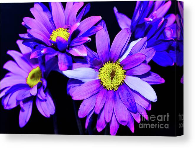Flowers Canvas Print featuring the photograph It's Show Time... by Tanya Tanski