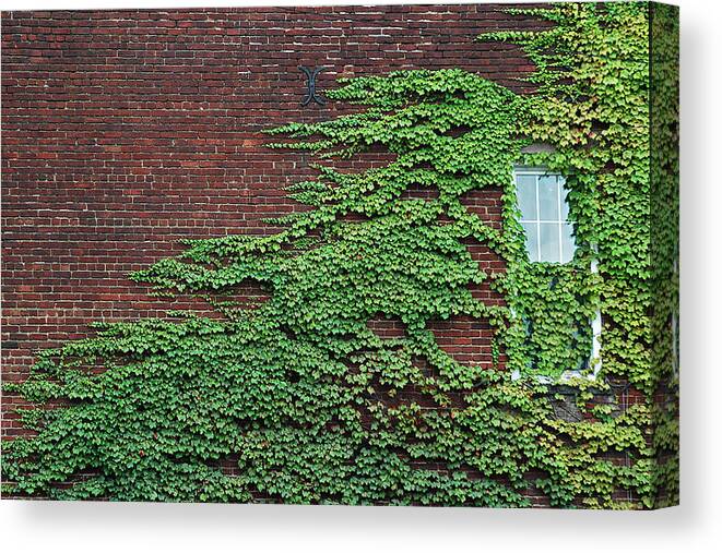 New Jersey Canvas Print featuring the photograph Ivy Covered Window by Gary Slawsky