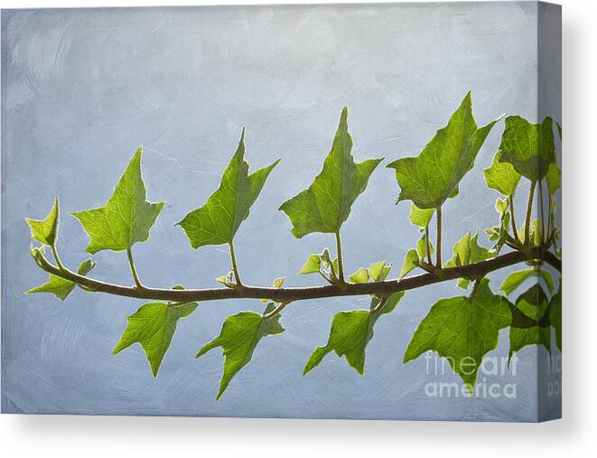 Ivy Canvas Print featuring the photograph Ivy to the Left by Diane Enright