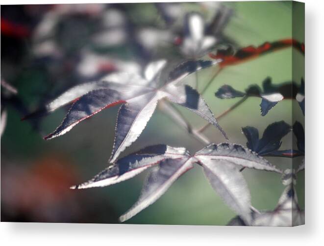 Japanese Red Maple Canvas Print featuring the photograph Japanese Maple 1 by Douglas Pike