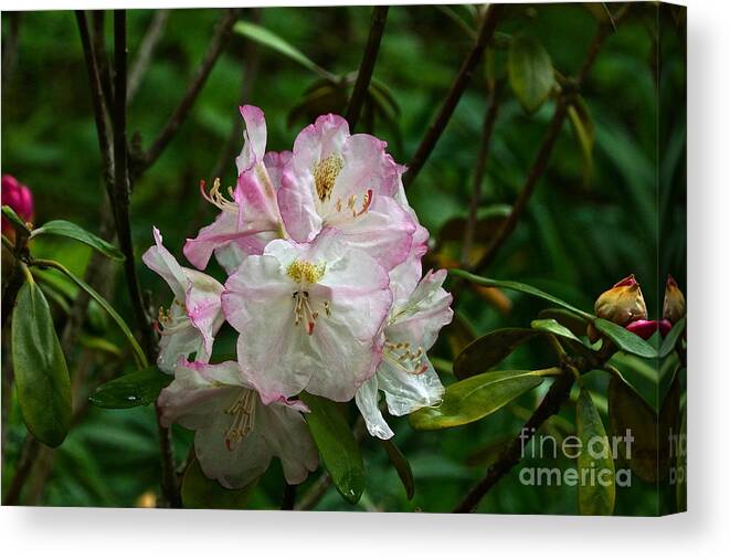 Japanese Rhododendrons Canvas Print featuring the photograph Japanese Rhododendron by Byron Varvarigos