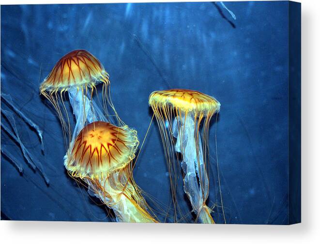 Jellyfish Canvas Print featuring the photograph Jellyfish Trio by Allan Rothman