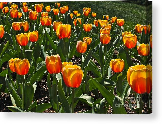 Glowing Flowers Canvas Print featuring the photograph Jolly Goblets Filled With Sunshine by Byron Varvarigos