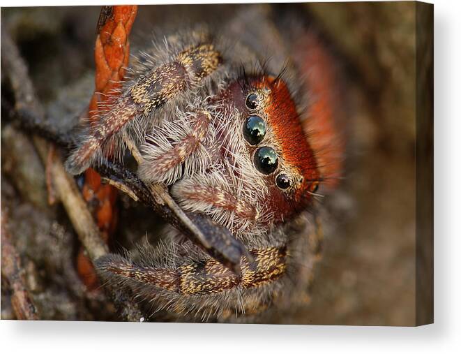 Phidippus Cardinalis Canvas Print featuring the photograph Jumping Spider Portrait by Daniel Reed