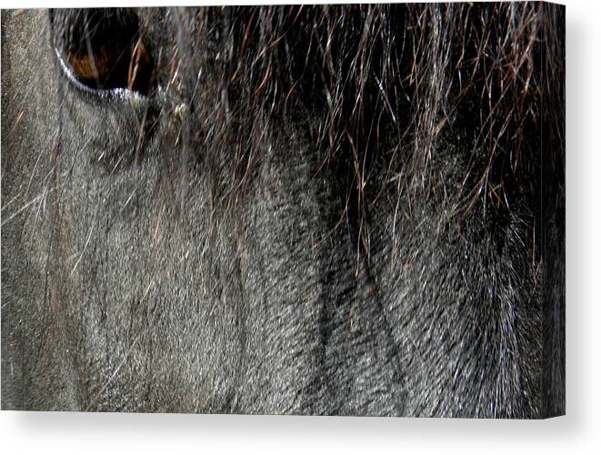 Horse Canvas Print featuring the photograph Just A Glimpse by Kim Galluzzo