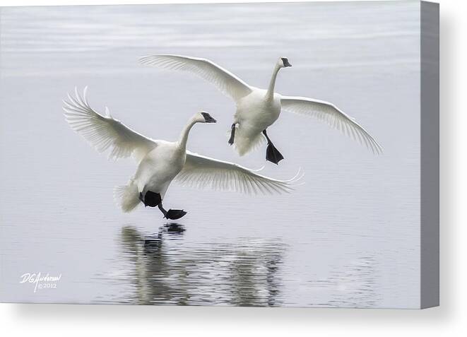Trumpeter Swans Canvas Print featuring the photograph Just before splashdown by Don Anderson