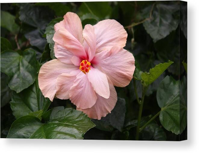 Hibiscus Canvas Print featuring the photograph Just Blossoming Hibiscus by Craig Wood