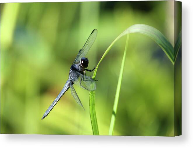Insect Canvas Print featuring the photograph Just Hanging On by Karol Livote
