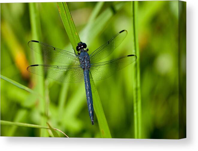 Insect Canvas Print featuring the photograph Just Resting by Karol Livote