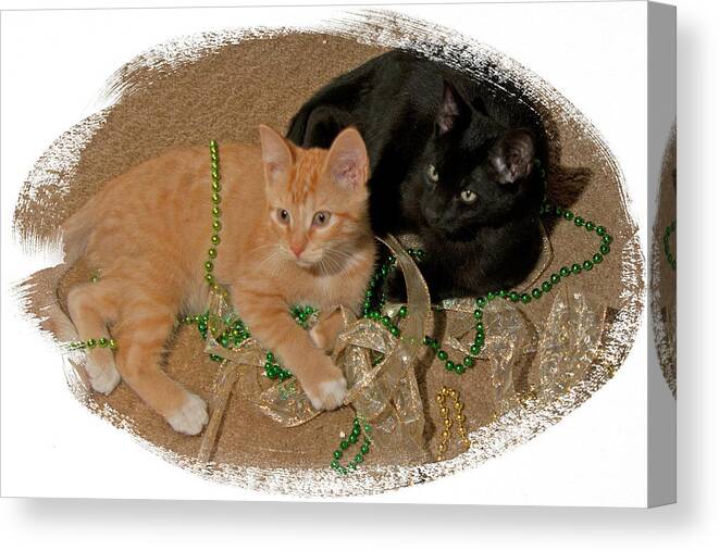 St Patrick's Canvas Print featuring the photograph Kitten Brothers by Judy Deist