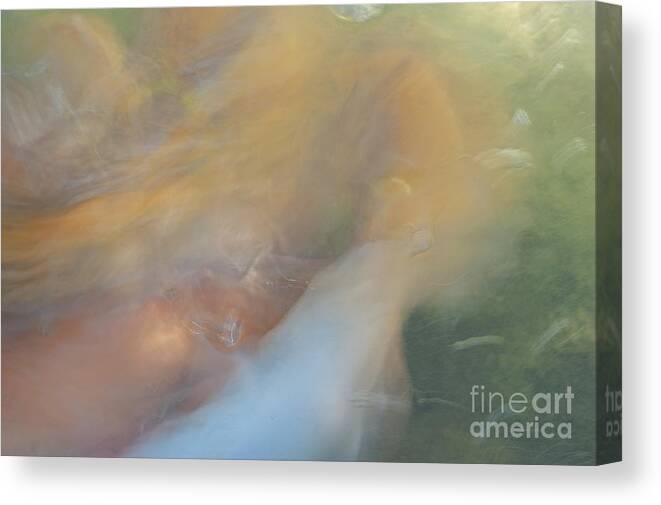 Fish Canvas Print featuring the photograph Koi Fish 01 by Catherine Lau
