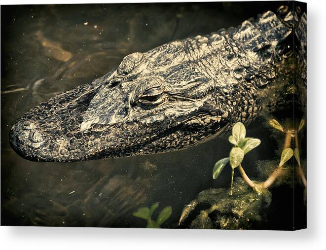 Alligator Canvas Print featuring the photograph Lady Alice Queen of the Lake by Joan Carroll