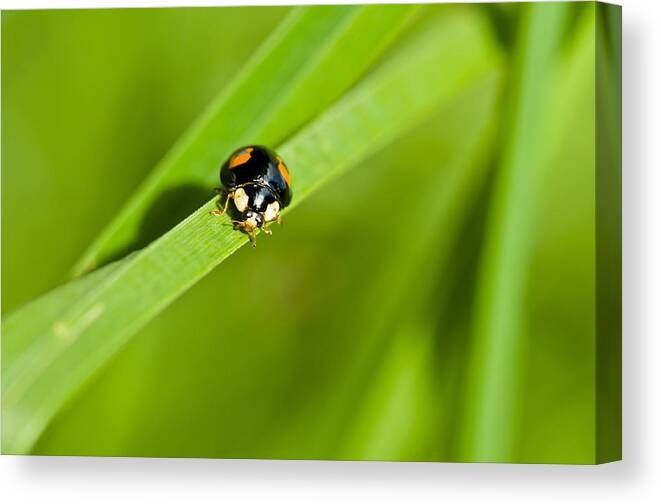 Animal Canvas Print featuring the photograph Ladybug with black-brown and red color by U Schade