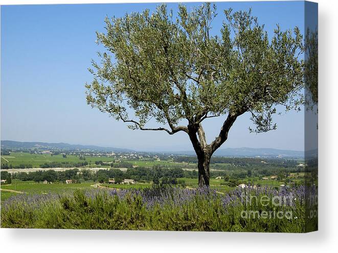 Alternative Canvas Print featuring the photograph Landscape of Provence. France by Bernard Jaubert