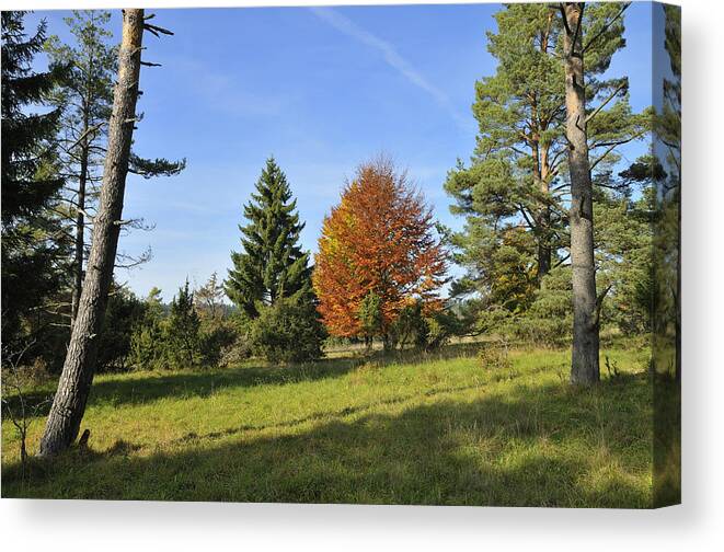 Landscape Canvas Print featuring the photograph Landscape with trees in autumn by Matthias Hauser